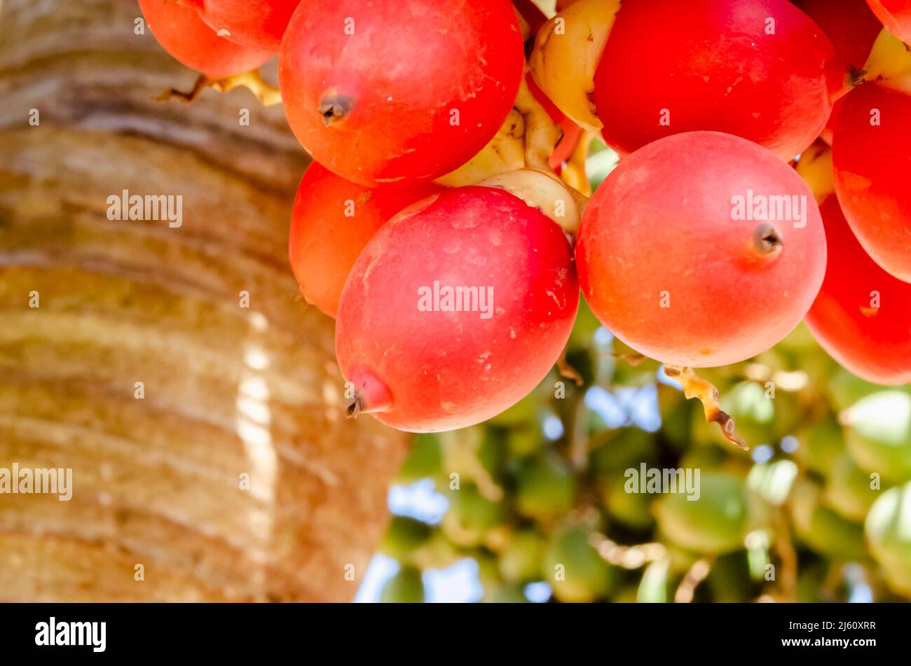 Este es un primer plano de frutos rojos maduros de palma real en su