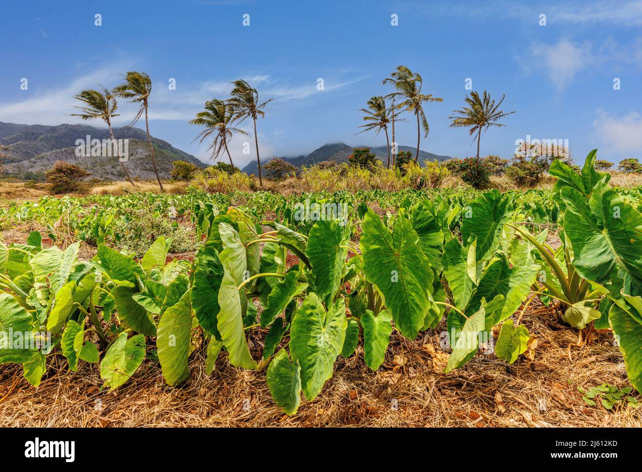 El taro de tierra seca, Colocasia esculenta, conocido como Kalo en Hawai, es un cultivo culturalmente significativo y la planta estatal de Hawai. Es un cultivo de raíz almidonada Foto de stock