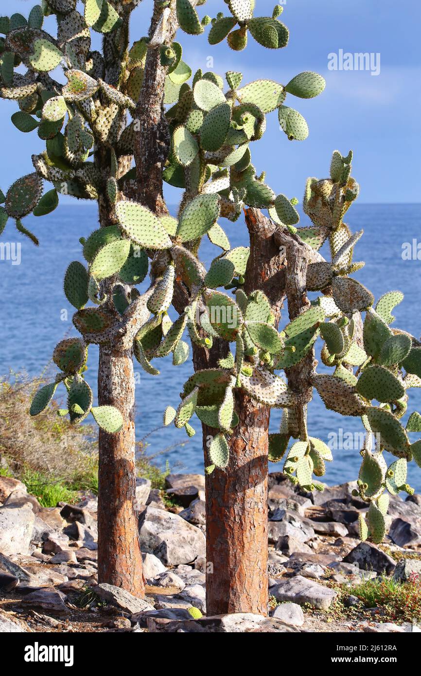 Grandes cactus de pera de Pricky (Opuntia galapageia) en la Isla de Santa Fe, Parque Nacional Galápagos, Ecuador. Distribución geográfica Es endémica de las Islas Galápagos. Foto de stock
