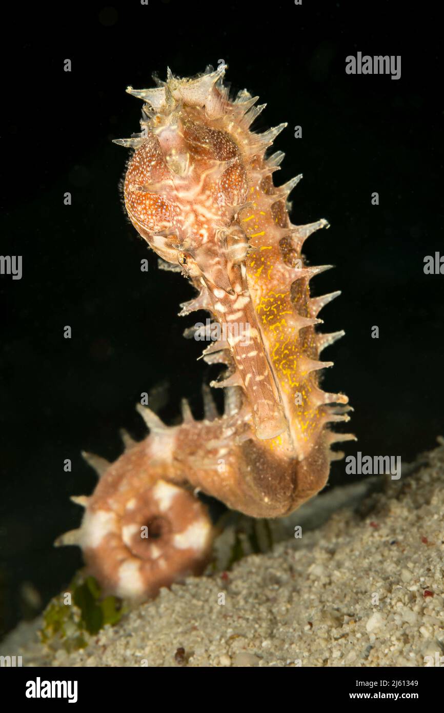 El caballo de mar espinoso, Hippocampus hixtrix, también se conoce como el caballito de mar espinoso, Filipinas. Está clasificada como especie vulnerable por la UICN Foto de stock