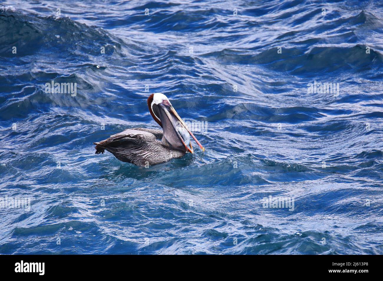 Pelican Marrón (Pelecanus occidentalis urinator) comiendo pescado, Isla South Plaza, Parque Nacional Galápagos, Ecuador. Foto de stock