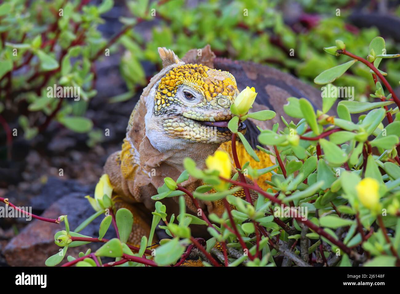Iguana de la tierra de Galápagos (Conolophus subcrimatus) comiendo flores en la Isla South Plaza, Parque Nacional Galápagos, Ecuador. Distribución geográfica Es endémica de Galápagos Foto de stock
