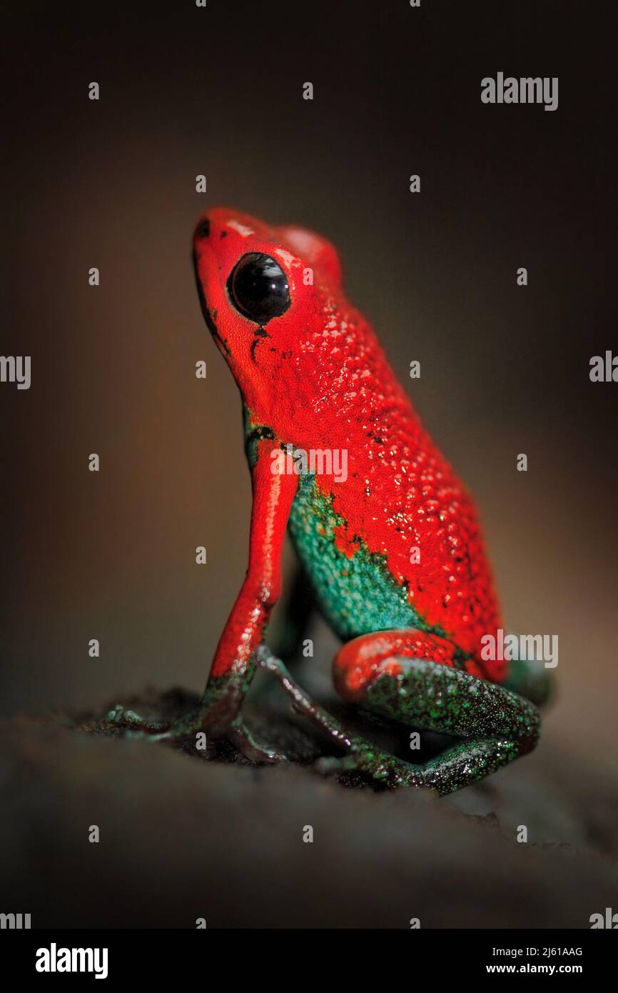 Rana roja de Poisson rana granular de flecha venenosa, Dendrobates granuliferus, en el hábitat natural, Costa Rica. Hermoso animal exótico de América Central Foto de stock
