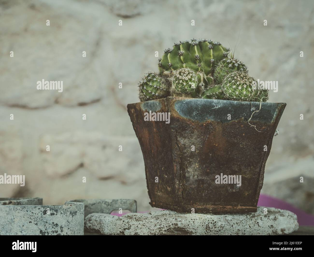 la foto moody muestra cactus en macetas rústicas de época oxidada frente a  la pared de piedra Fotografía de stock - Alamy