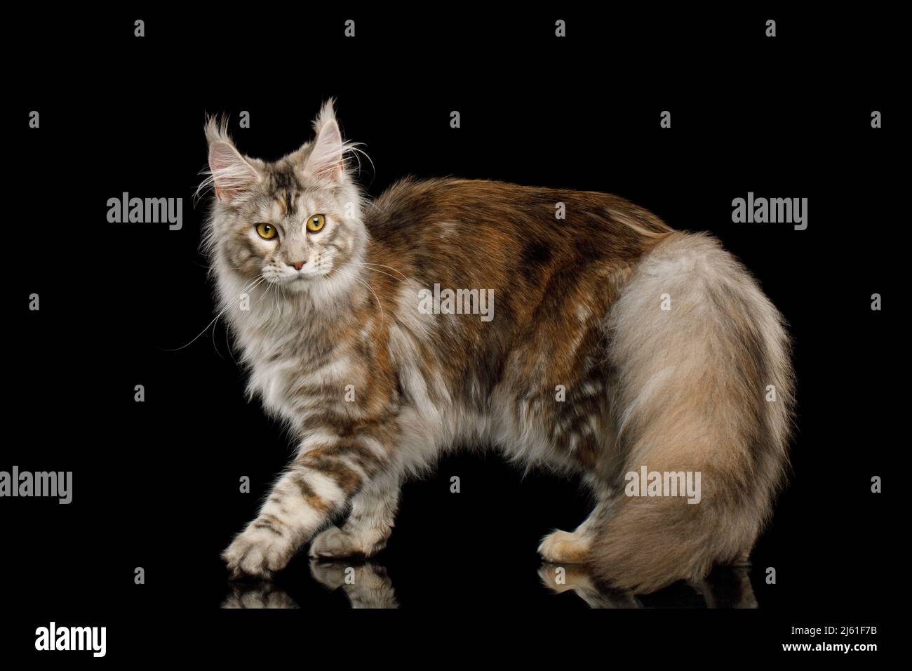 Juguetón gato montés de maine con vista lateral de cola peluda sobre fondo negro aislado Foto de stock