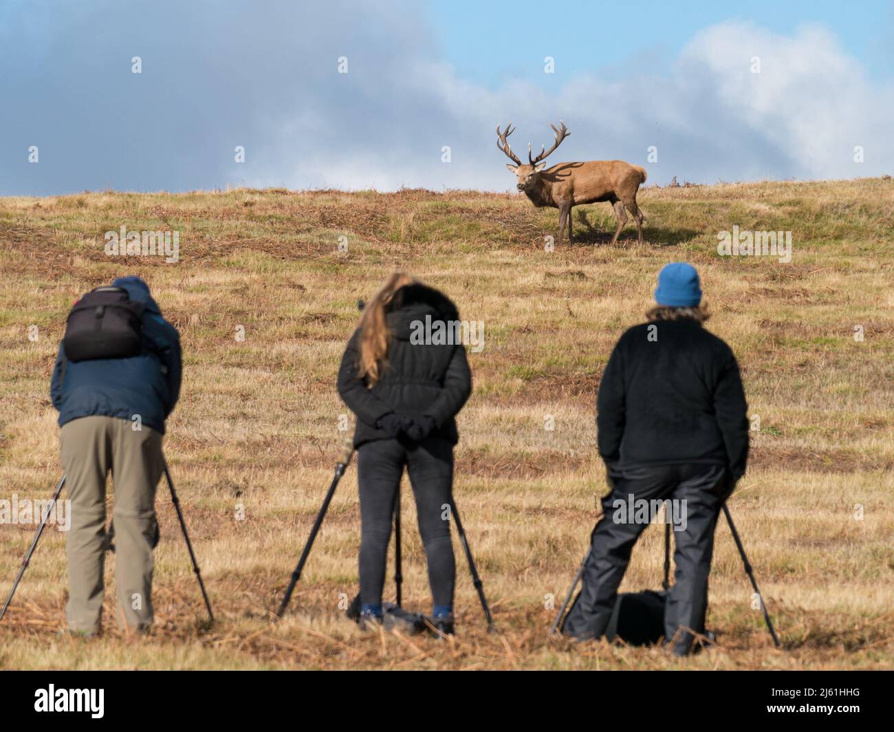 Fotógrafos de fauna y flora con trípodes que fotografian al ciervo rojo en Bradgate Park, Leicestershire, Inglaterra Reino Unido (ENFOQUE SELECTIVO EN EL CIERVO) Foto de stock