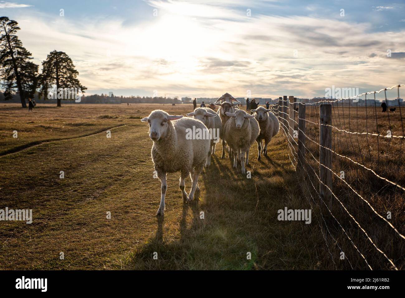 Rebaño de ovejas caminando en el campo agrícola Foto de stock