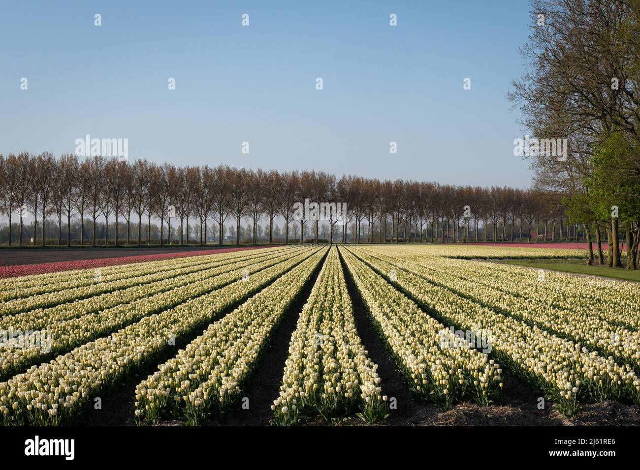 Campo de tulipanes blancos en los Países Bajos Foto de stock