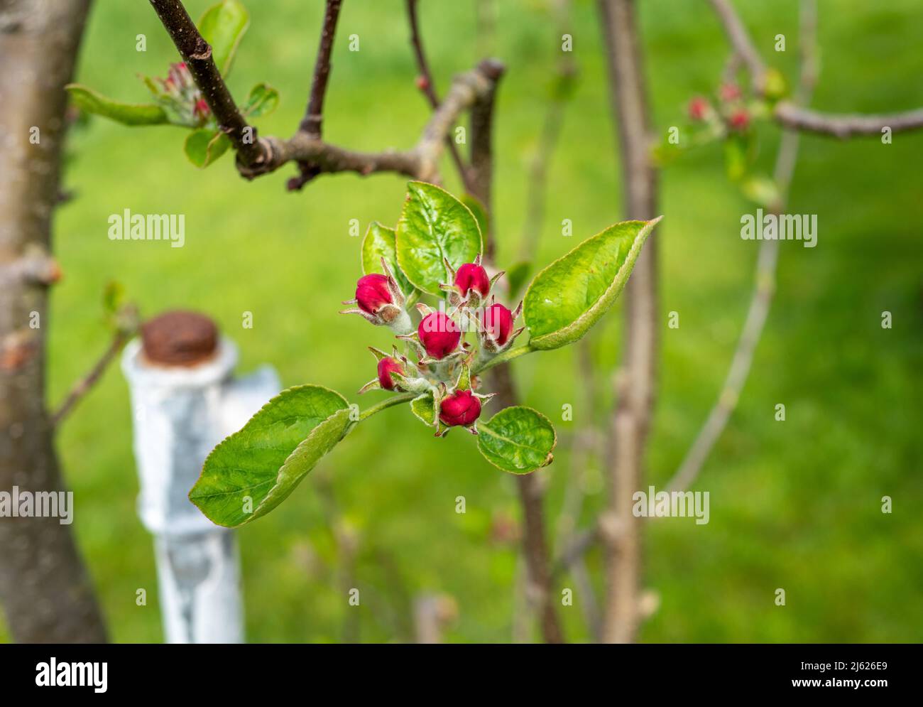 El manzano florece en el jardín en primavera Foto de stock