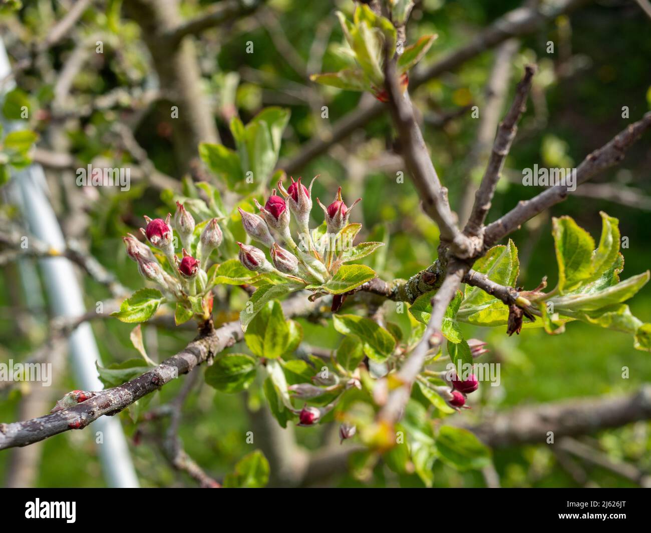 Flores de un árbol de frutas en primavera Foto de stock