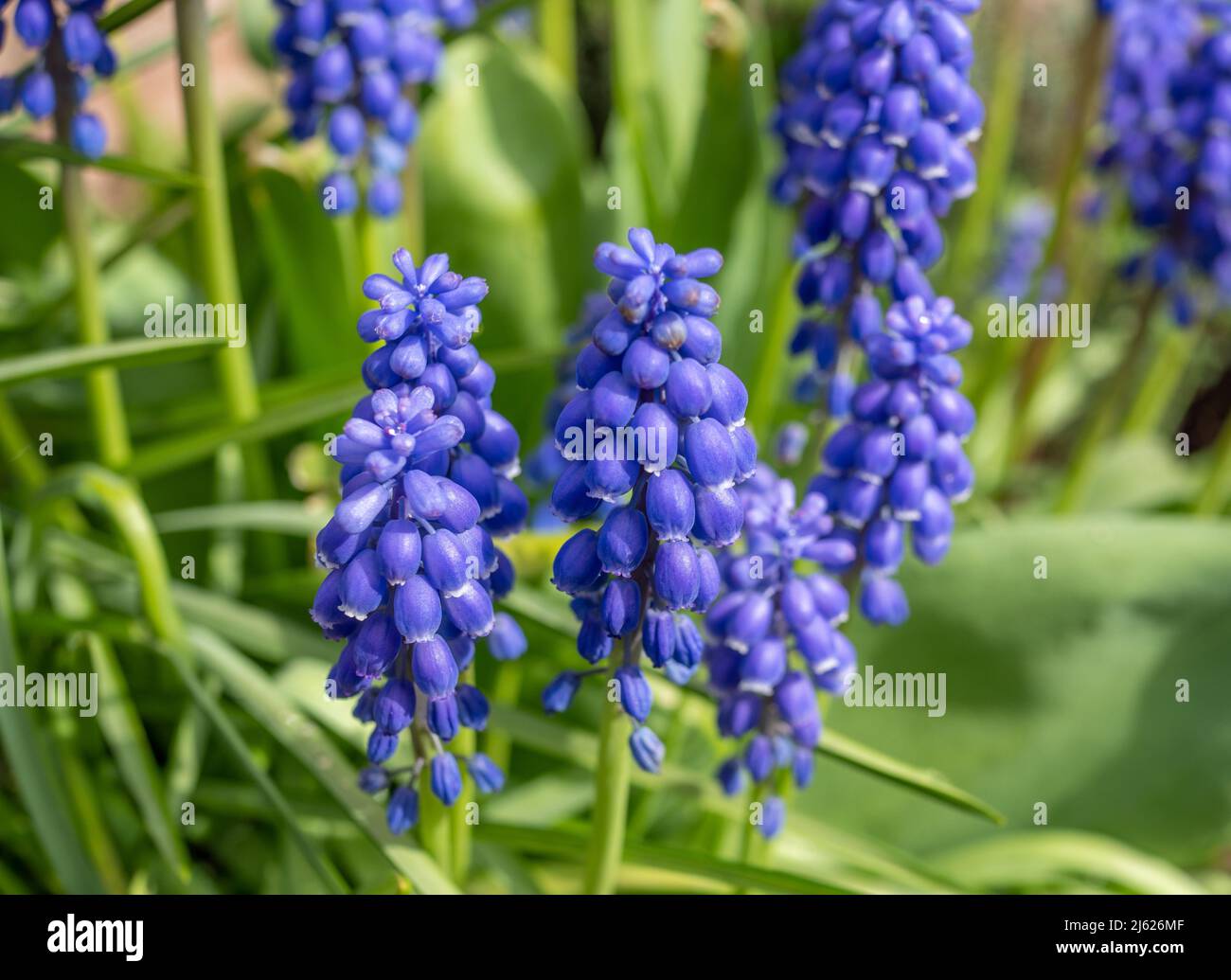 Jacinto de uva flores de color azul en el jardín Foto de stock