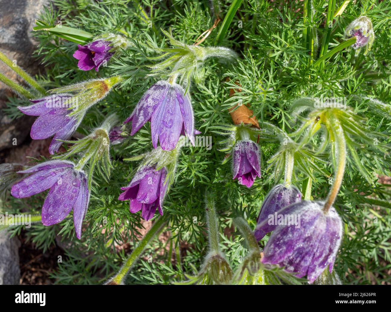 Flores de plantas medicinales de Pulsatilla en el jardín Foto de stock
