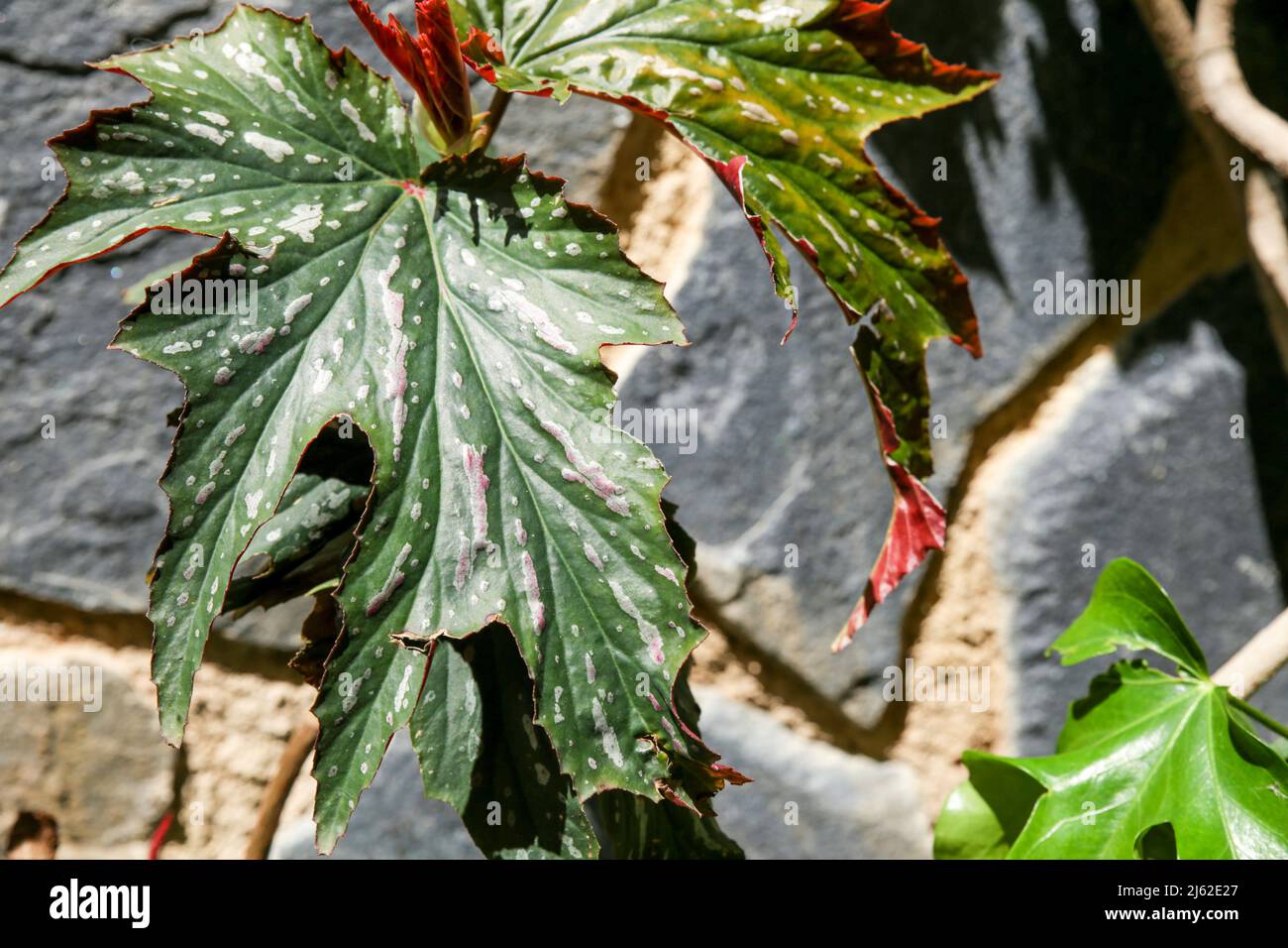 Hermosa Begonia Aconitifolia planta bajo el sol Fotografía de stock - Alamy