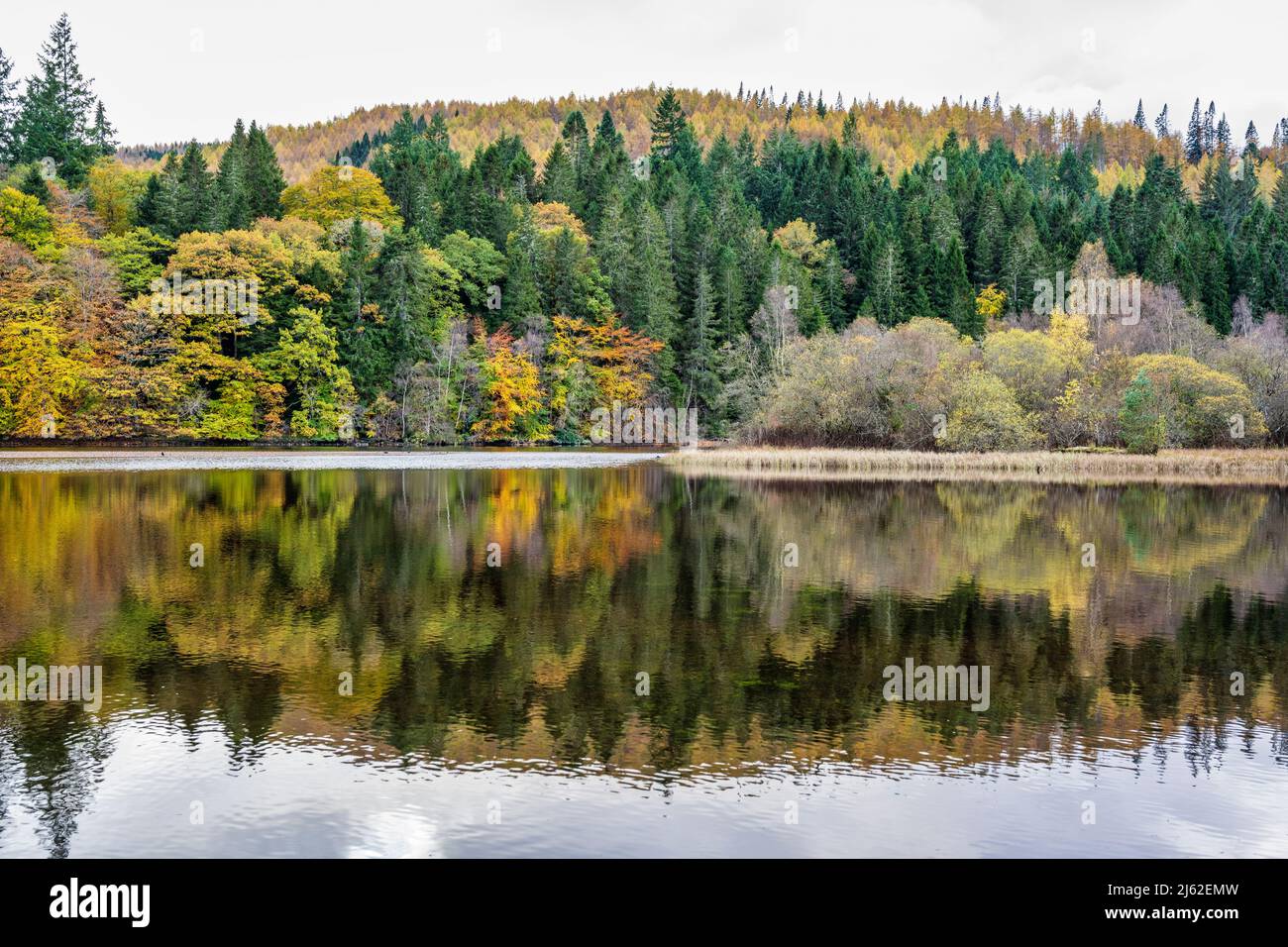 Coloridas reflexiones otoñales sobre el lago Faskally cerca de Pitlochry en Perthshire, Escocia, Reino Unido Foto de stock