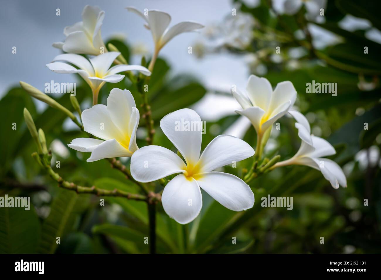 Plumeria es un árbol endémico de México y Tailandia y flor nacional de Laos. Templo blanco con fondo verde hoja en el jardín Fotografía de stock - Alamy Plumeria es un árbol endémico de México y Tailandia y flor nacional de Laos. Templo blanco con fondo verde hoja en el jardín Fotografía de stock - Alamy