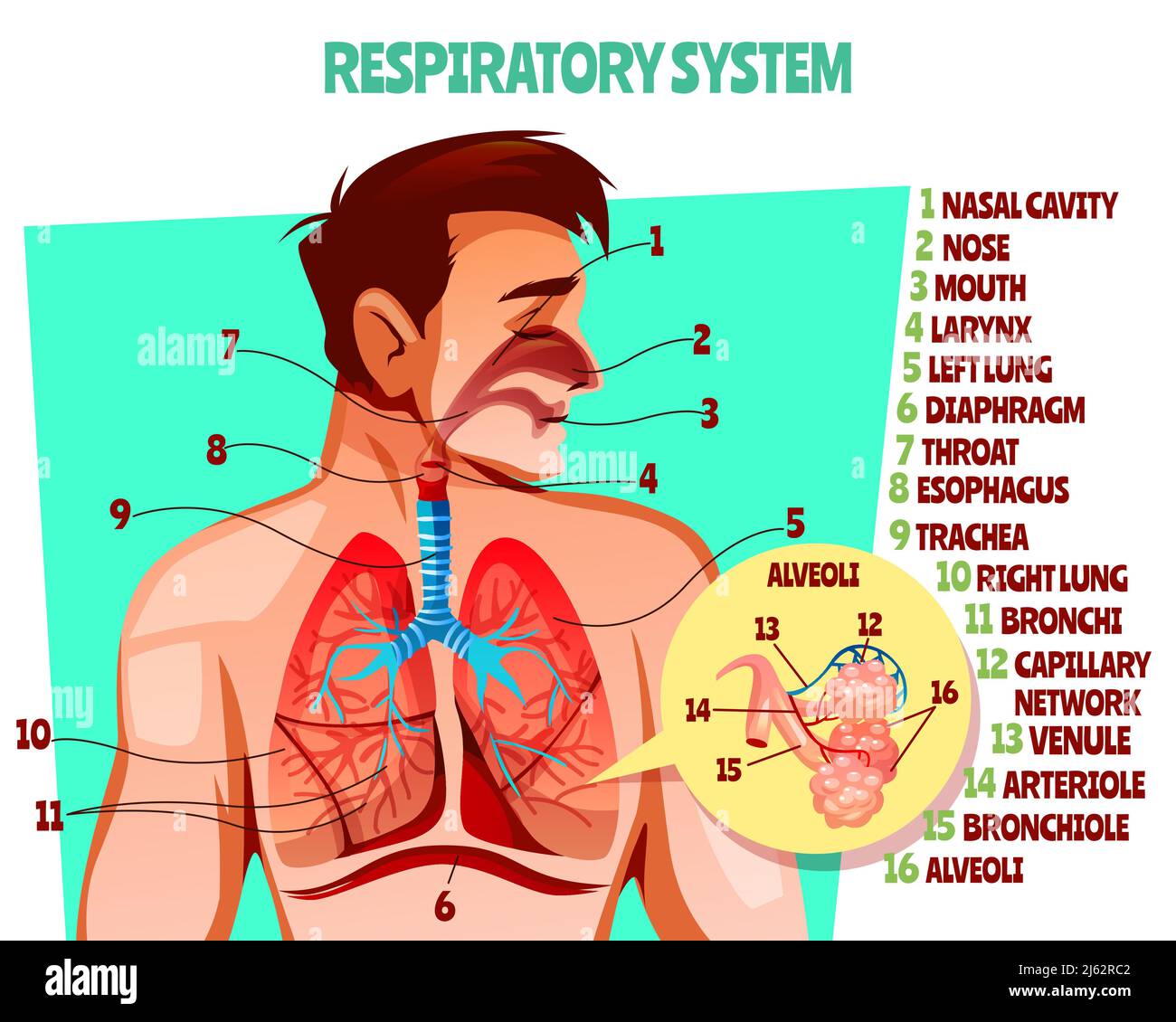 diagrama de respiración del diafragma