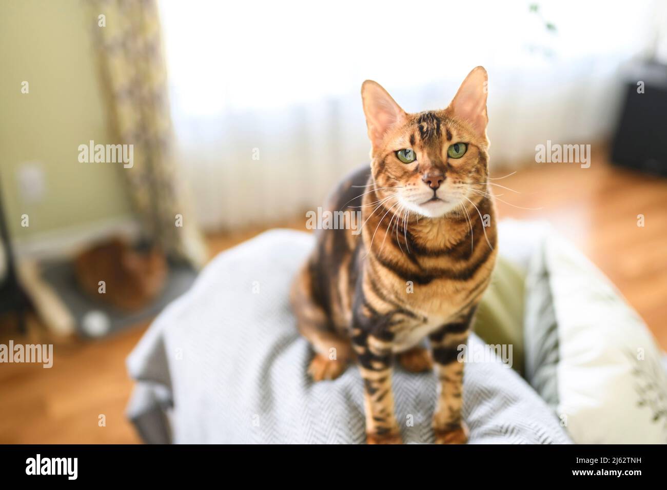 El gato de Bengala como un leopardo se escapa en casa Fotografía de stock -  Alamy