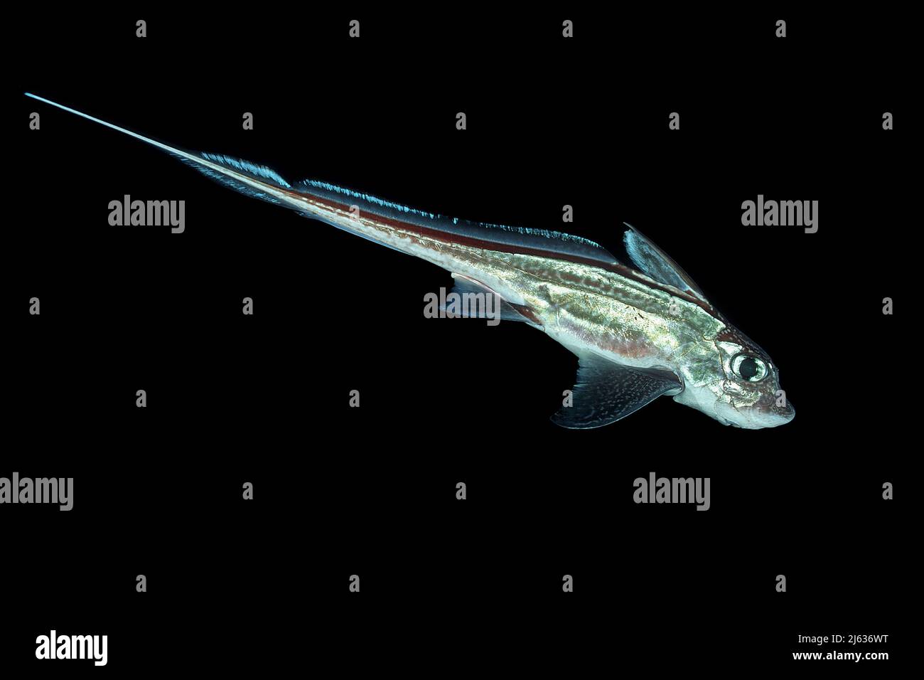 Quimera monstrosa fotografías e imágenes de alta resolución - Alamy Quimera monstrosa fotografías e imágenes de alta resolución - Alamy