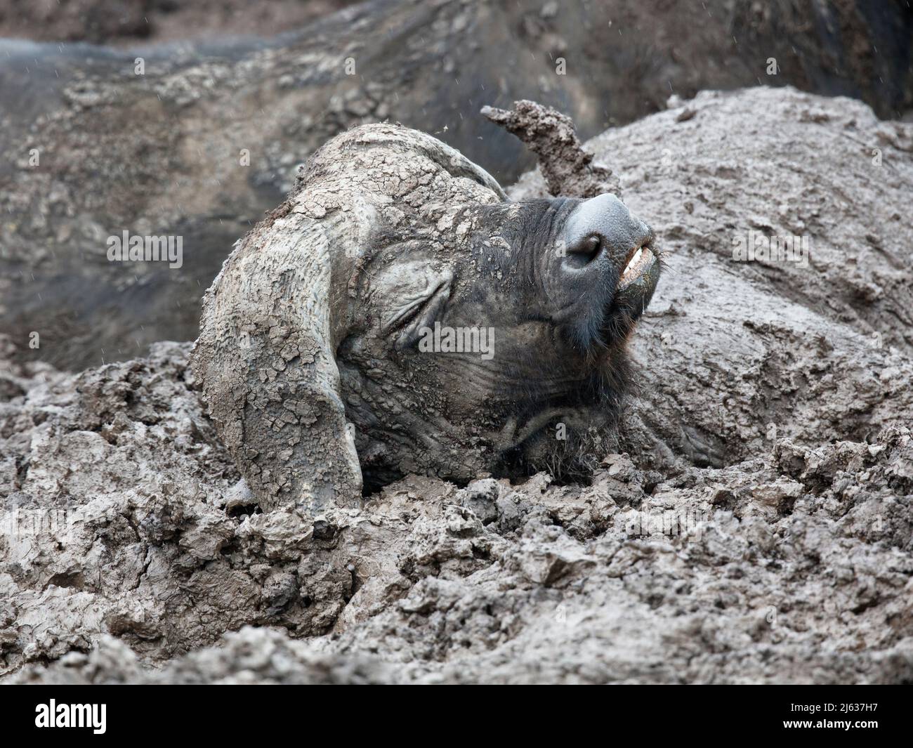 Cabo Buffalo (Syncerus caffer caffer) Reliando un baño de barro en Ngorongoro Crater, Tanzania Foto de stock