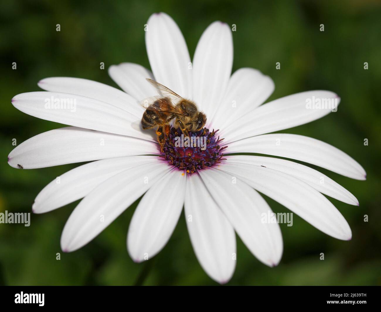 Miel de abejas alimentándose en la flor de Osteospermum Foto de stock