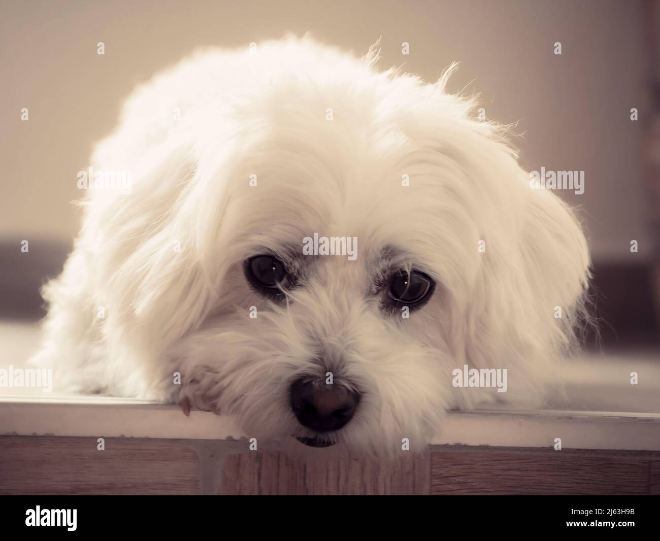 Primer plano Blanco Maltés perro Lying y con ojos tristes mirando en la cámara. Foto de stock