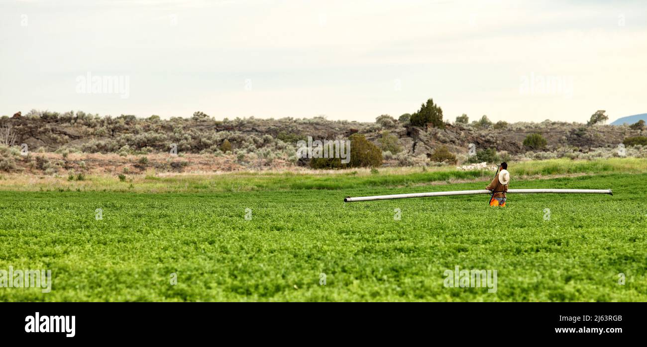 Un trabajador migrante de la granja que mueve la tubería del escrinador para irrigar la alfalfa en un campo de granja Foto de stock