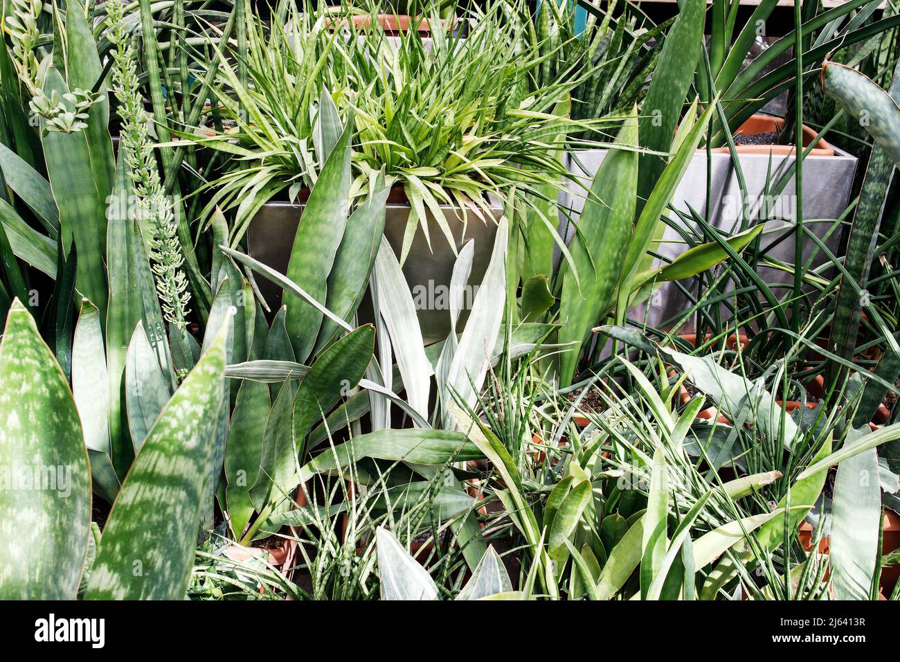 Varios tipos de Sansevieria y espárragos en el invernadero del Jardín Apothecary Foto de stock