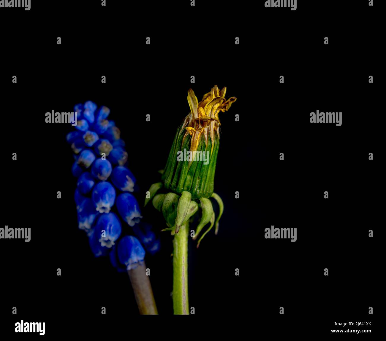 Flores de espícula azul y diente de león florecen con fondo de color negro Foto de stock