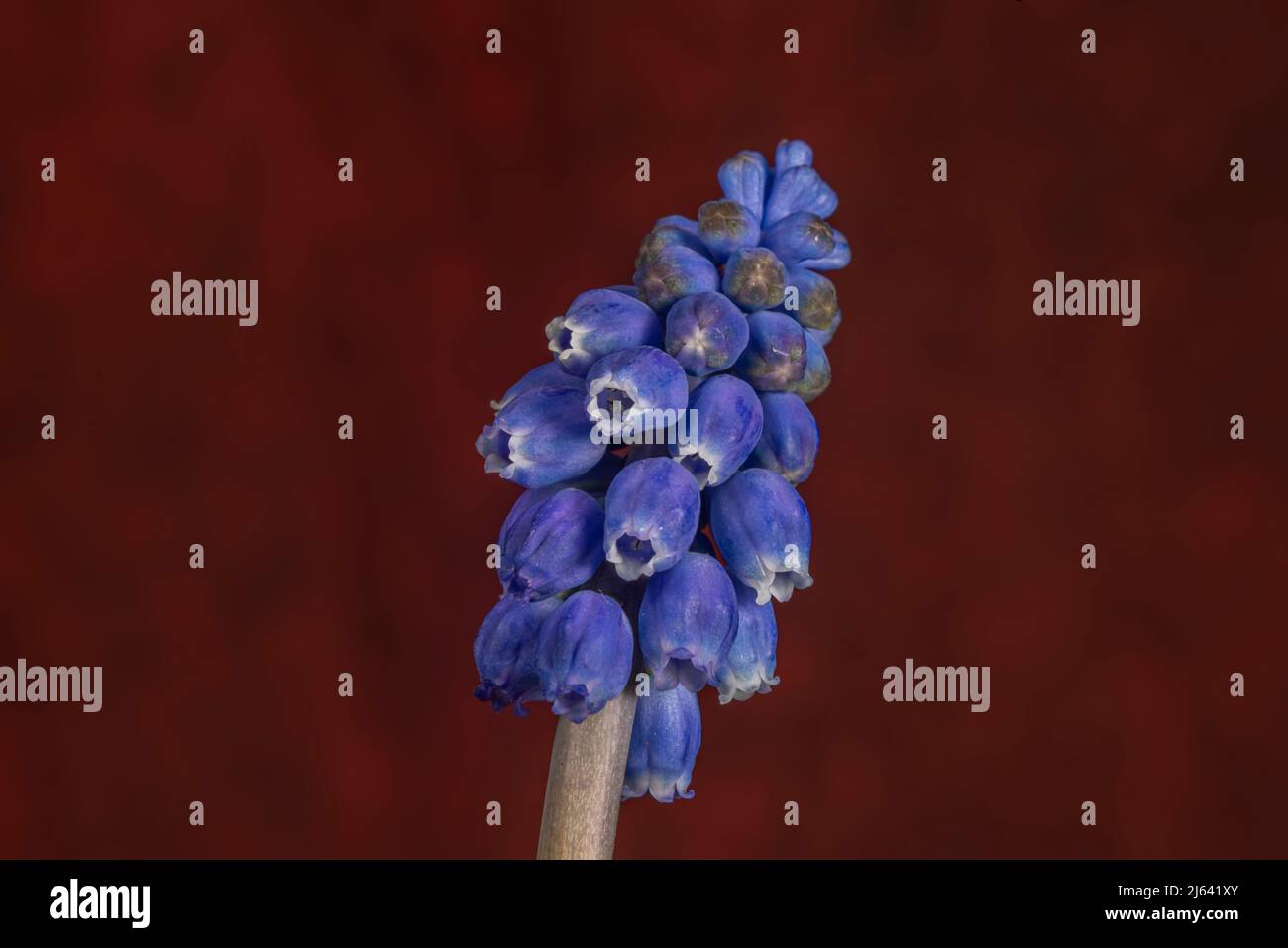 Flor azul Spike Muscari armeniacum con fondo rojo vintage Foto de stock