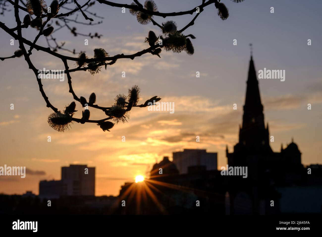 La catedral de Glasgow vista desde la necrópolis al atardecer, con énfasis en las ramas en el primer plano Foto de stock