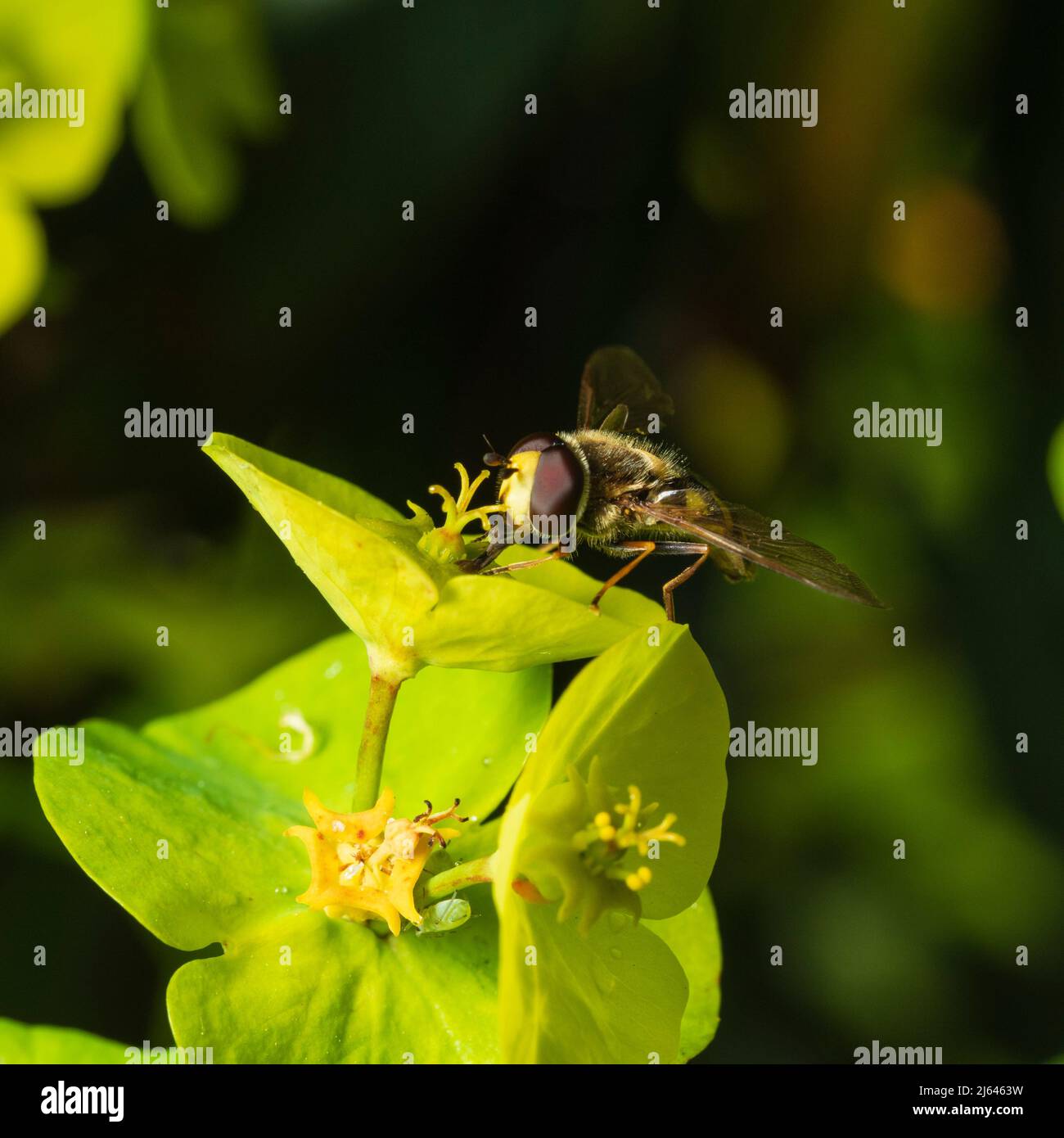 Mosca de la migración masculina, Eupeodes corollae, alimentándose de las flores de primavera de la boca de madera púrpura, Euphorbia amygdaloides 'purpurea'; en un jardín de Devon Foto de stock