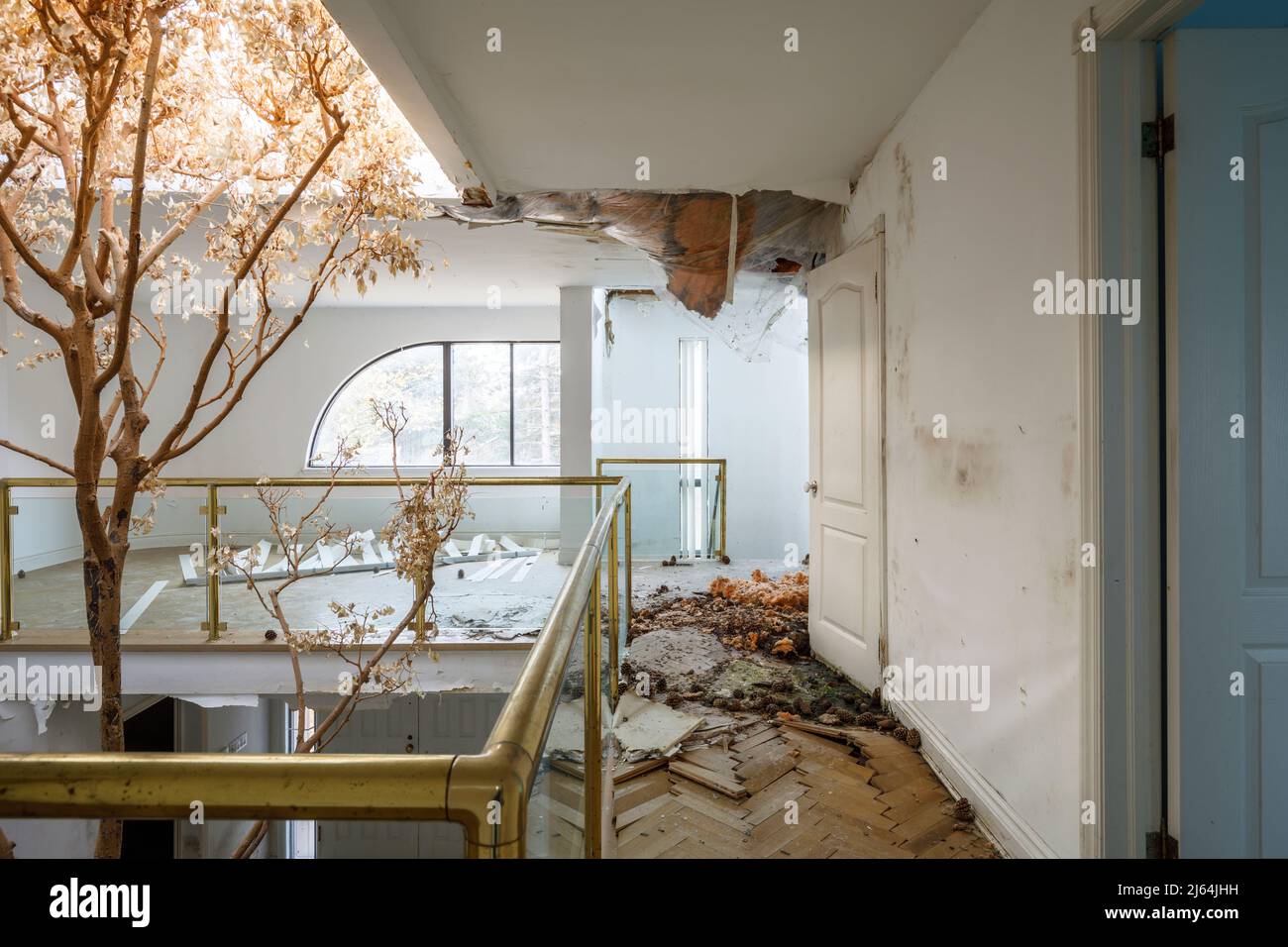 Un árbol muerto creciendo dentro de una mansión abandonada. Foto de stock