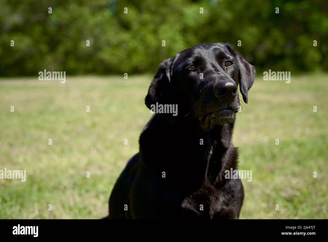 retrato de mascotas de laboratorio negro en un campo verde Foto de stock