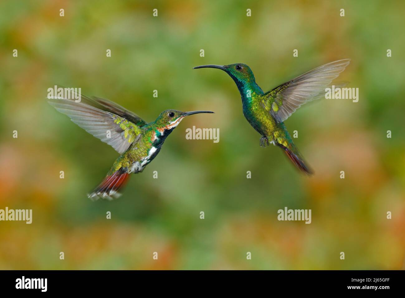 Pareja de dos colibríes Mango de pecho verde en la mosca con fondo verde claro y naranja florecido, Rancho Naturalista, Costa Rica Fotografía de stock - Alamy Pareja de dos colibríes Mango de pecho verde en la mosca con fondo verde claro y naranja florecido, Rancho Naturalista, Costa Rica Fotografía de stock - Alamy
