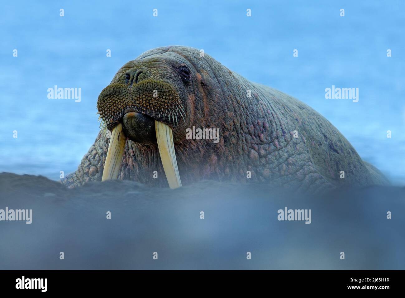 La Morsa, Rosmarus Del Odobenus, Mamífero Marino Flippered Grande, En Agua  Azul, Svalbard, Noruega Retrato Del Detalle Del Animal Imagen de archivo -  Imagen de detalle, paquete: 95608779