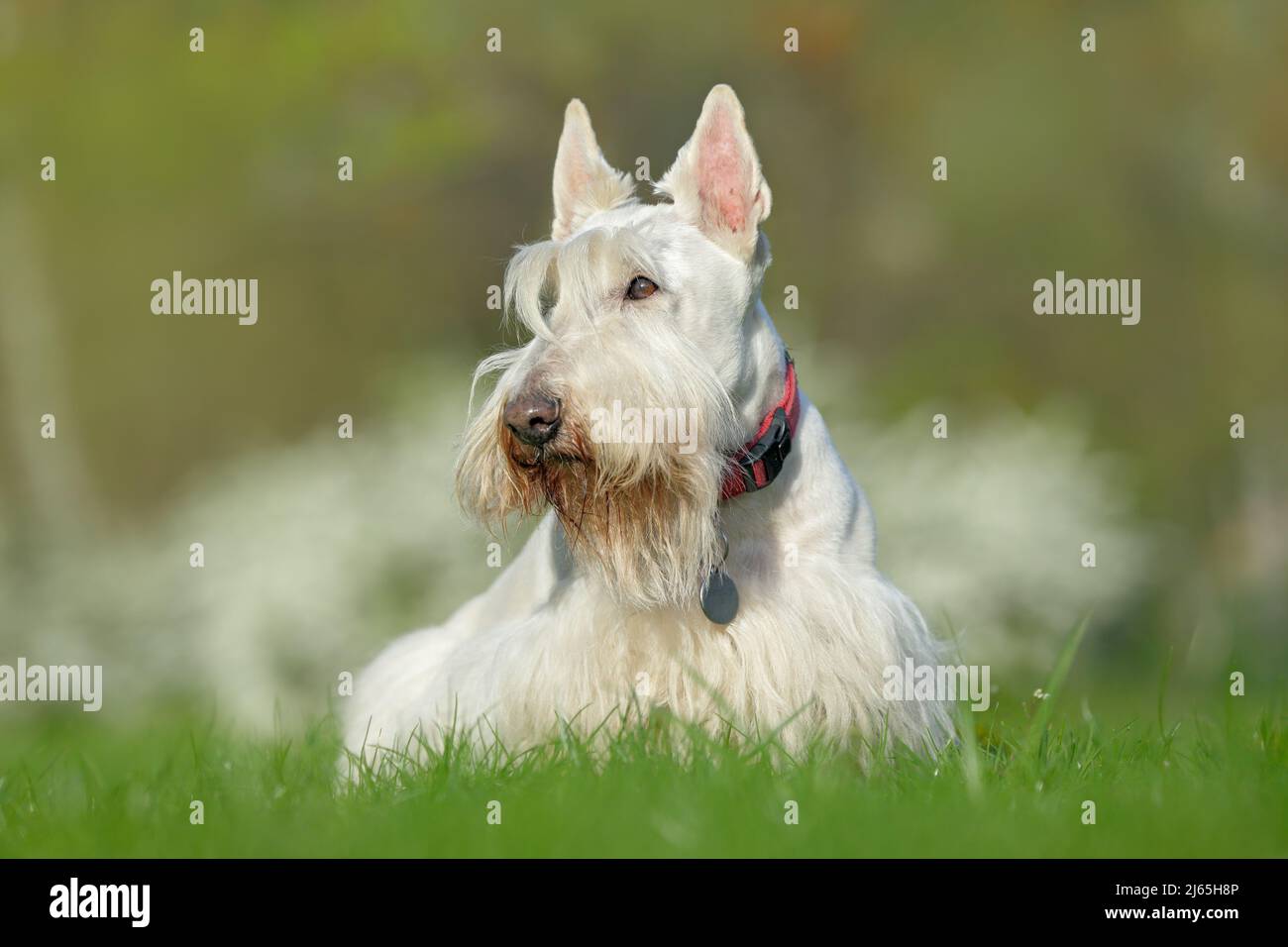 Blanco, terrier escocés del wheaten, perro lindo en césped verde de la hierba, flor blanca en el fondo, Escocia, Reino Unido Foto de stock