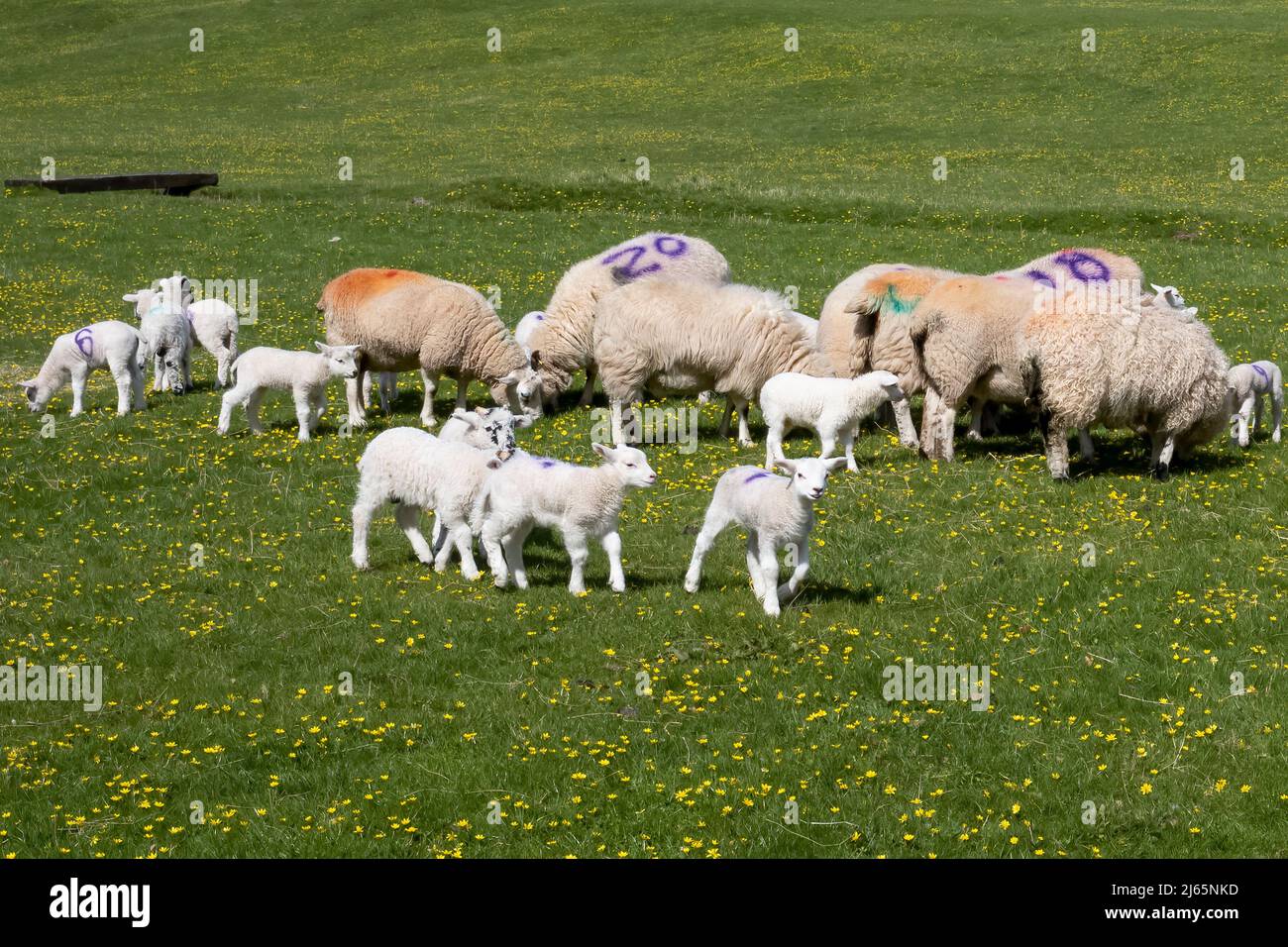 Ovejas y sus corderos curiosos en un prado de Ravenstonedale, Upper Lune Valley, Yorkshire Dales National Park, Reino Unido Foto de stock