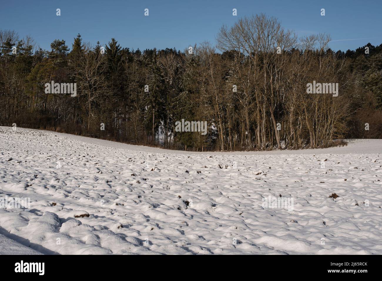 un campo nevado en invierno con un bosque con árboles al fondo Foto de stock