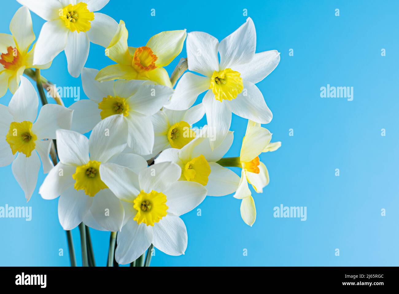 Narcisos blancos y amarillos sobre fondo azul. Flor con centro naranja.  Flores de primavera. Un simple brote de narciso. Ramo de narciso. Concepto  floral Fotografía de stock - Alamy