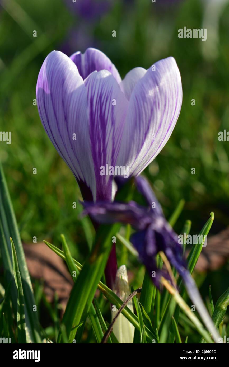Diferentes tipos de Flores Fotografía de stock - Alamy