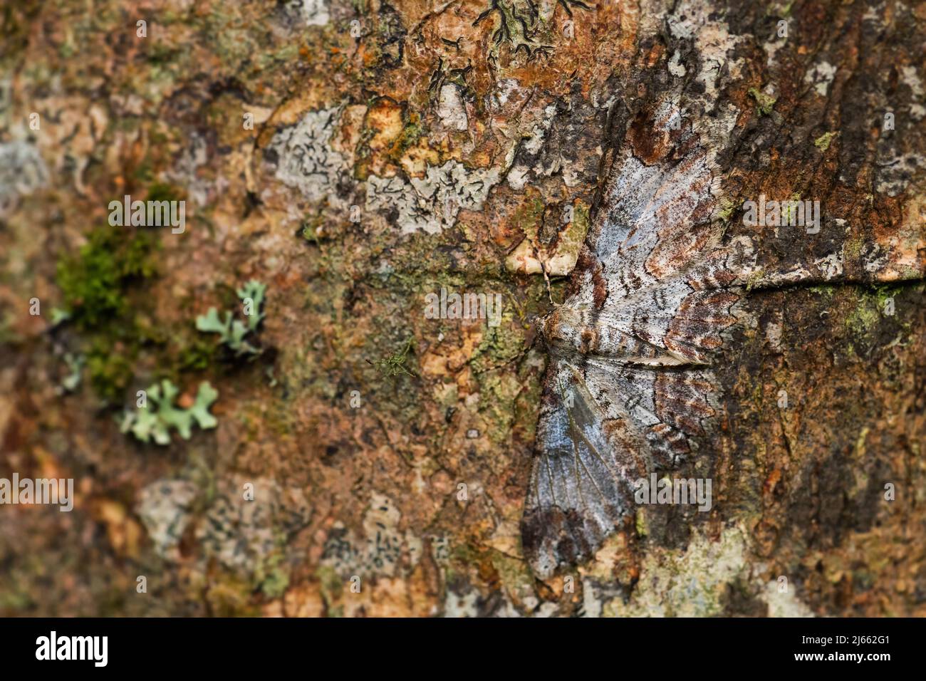 Polilla geometer - Iridopsis appetens, hermosa polilla enmascarada de los bosques de América del Sur, laderas andinas del este, Lodge Wild Sumaco, Ecuador. Foto de stock