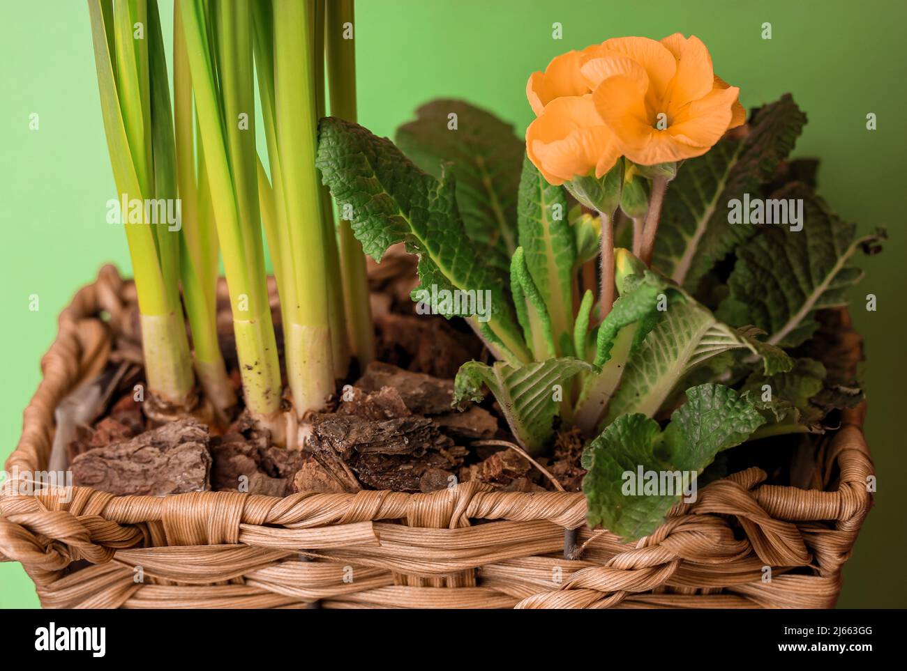 Cesta con plantas bulbosas de primavera, capullos de flores amarillas  Primula vulgaris creciendo en suelo de corteza en una cesta decorativa de  madera de mimbre sobre fondo verde. P Fotografía de stock -