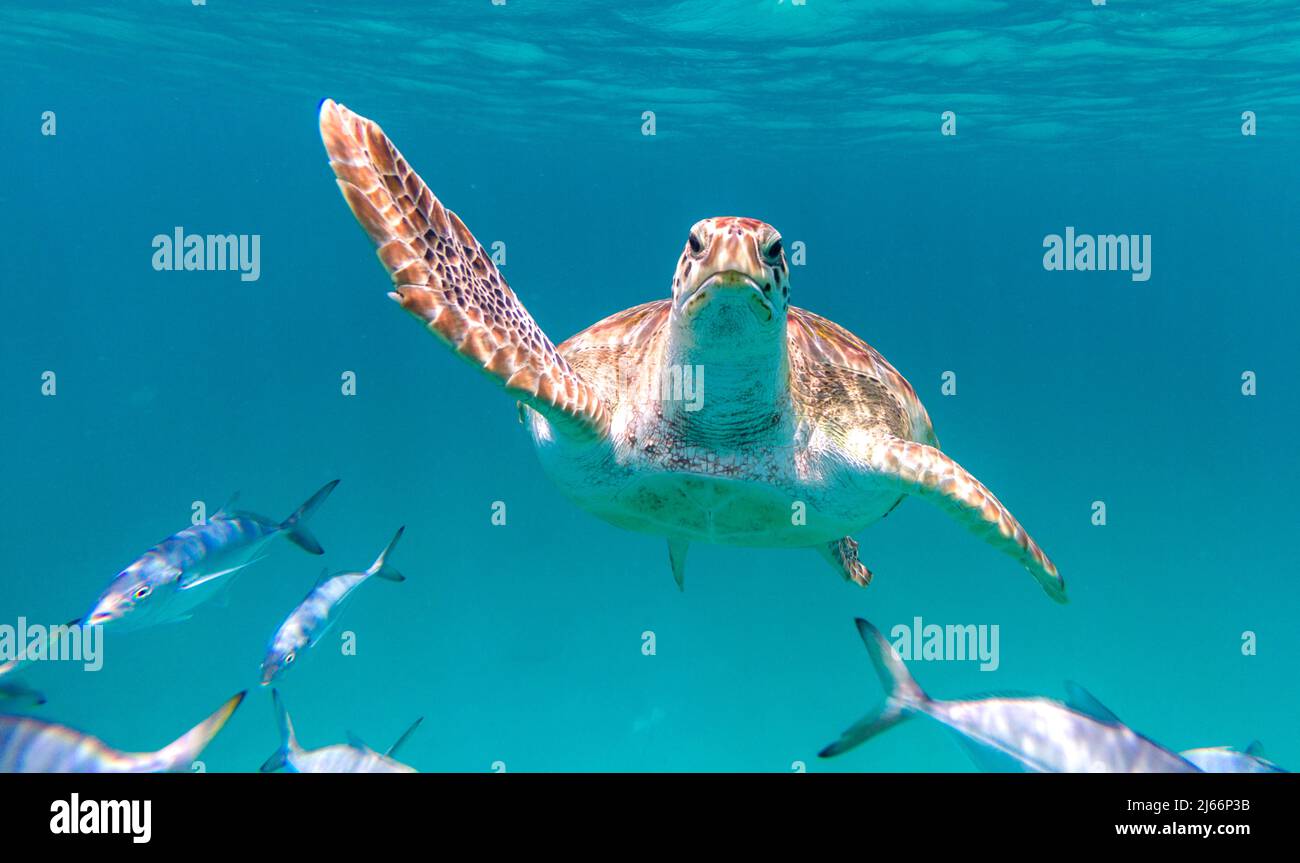 Una tortuga carey (Eretmochelys imbricata) yendo directamente al espectador frente a las costas de Barbados Foto de stock