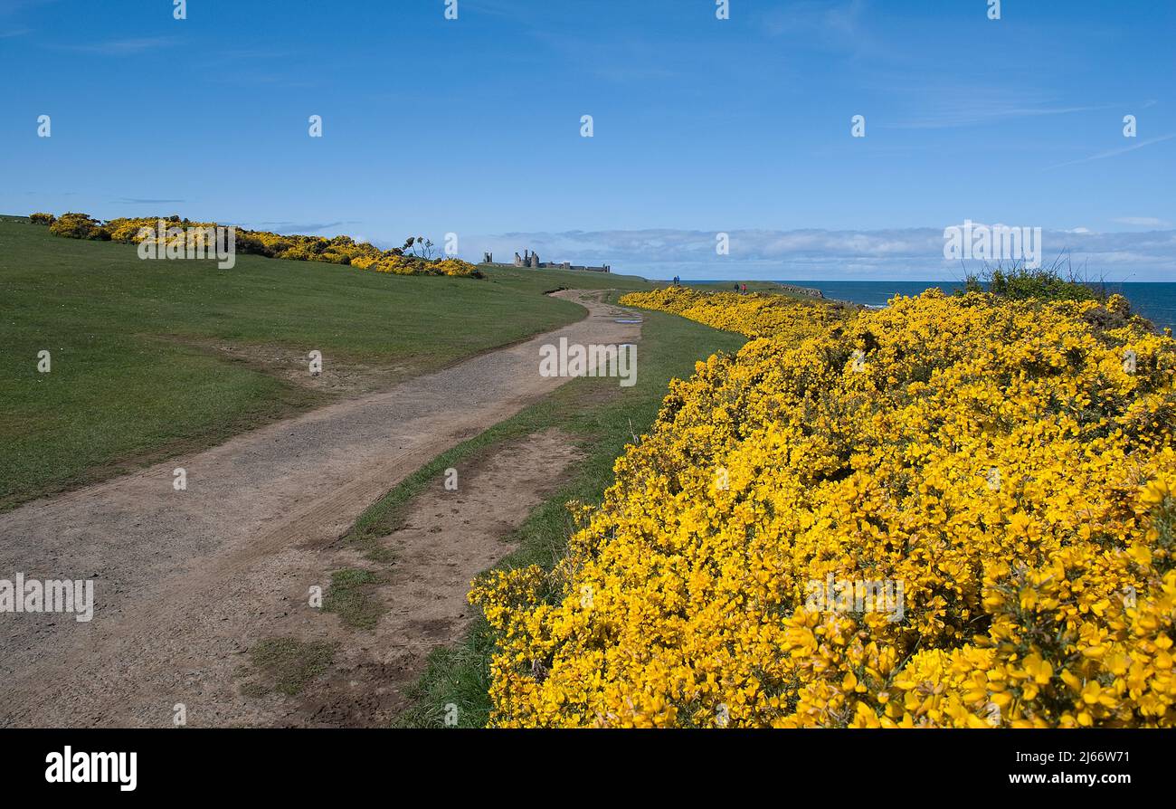 Vista del lejano Castillo de Dunstanburgh vista desde el camino costero que conduce de Craster al Castillo con arbustos de gorges en flor Foto de stock