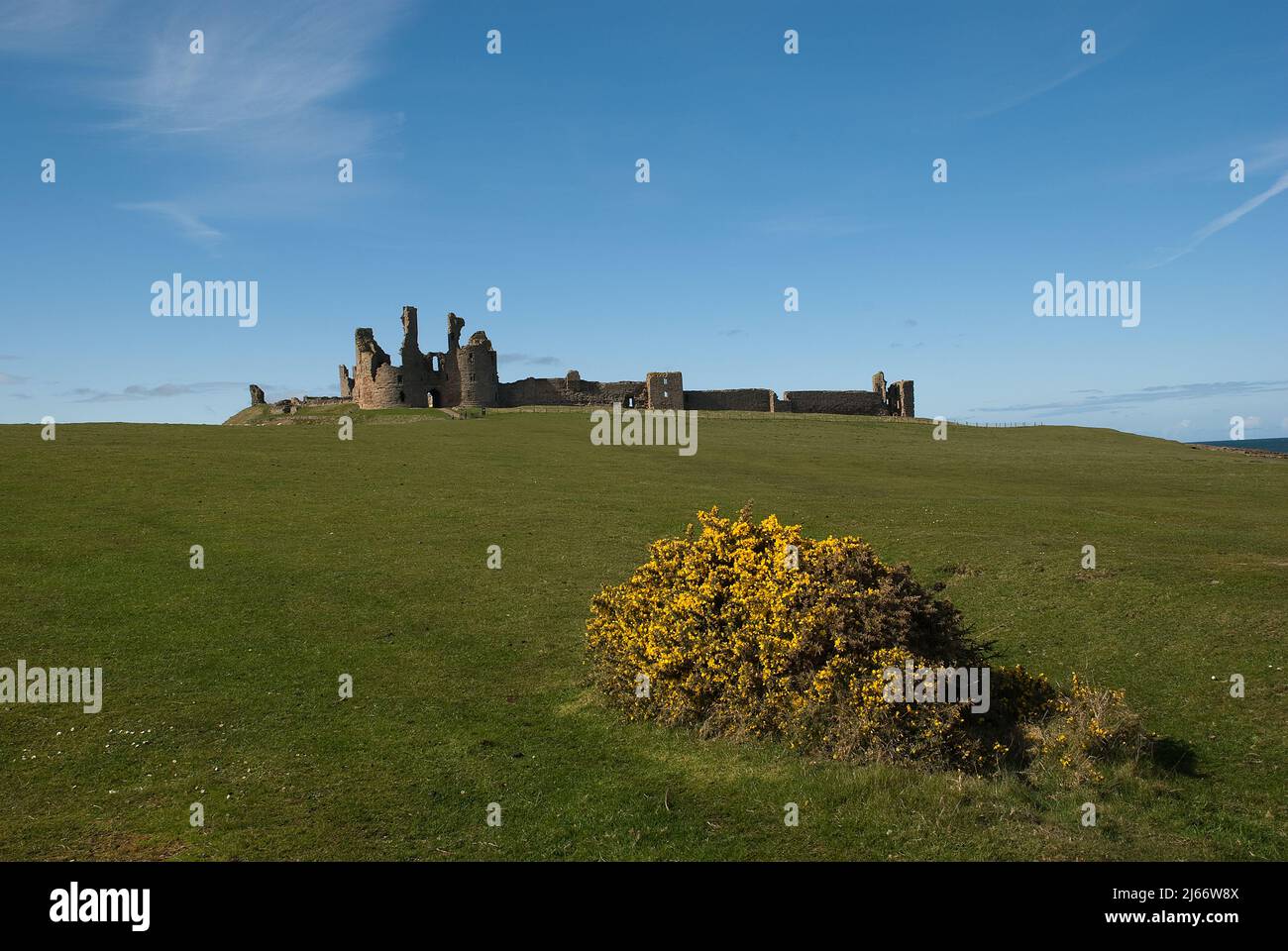 Imagen del paisaje que muestra cerca del lejano Castillo de Dunstanburgh con cielo azul y arbustos de gorges en flor en primer plano Foto de stock
