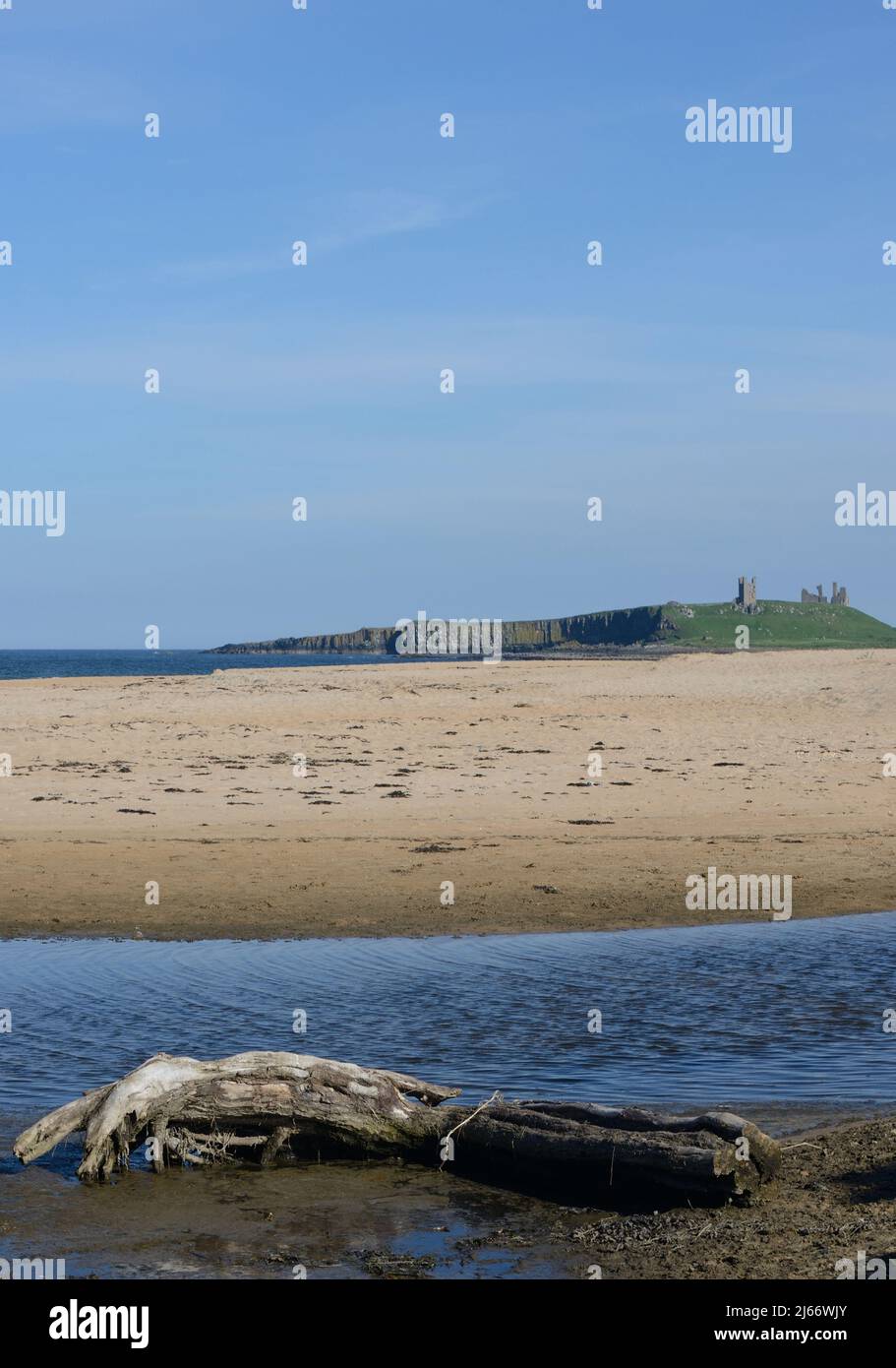 Imagen de estilo retrato de un lejano castillo de Dunstanburgh visto desde la playa de Embleton con entrada de marea y troncos lavados en primer plano Foto de stock