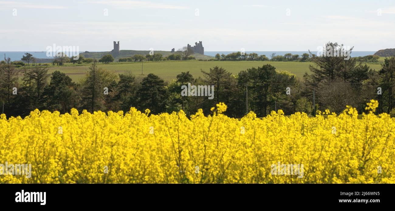 Con un primer plano de colza amarilla en flor, se puede ver un lejano Castillo de Dunstanburgh con el mar y el cielo azul pálido como fondo Foto de stock