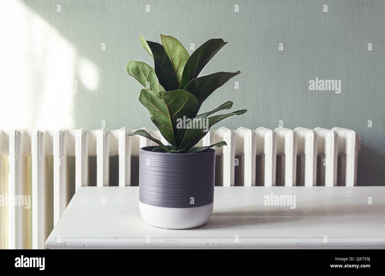 Hogar planta Ficus Lyrata o Fiddle Fig en la mesa blanca en la habitación. Interior minimalista y moderno Foto de stock