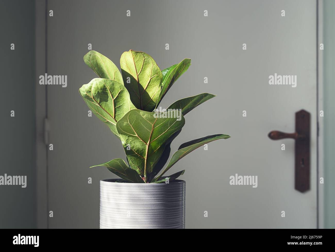 Hogar planta Ficus Lyrata o Fiddle Fig en la sala a la luz del día Foto de stock
