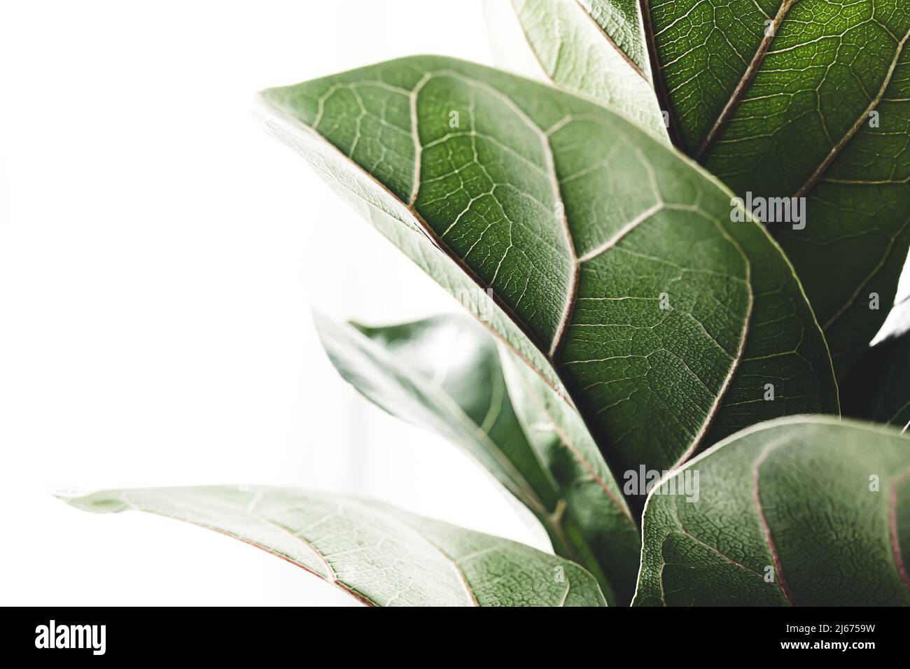 Hojas verdes de Ficus Lyrata o Fiddle Fig sobre el fondo blanco, primer plano Foto de stock